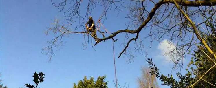 Crown Lifting