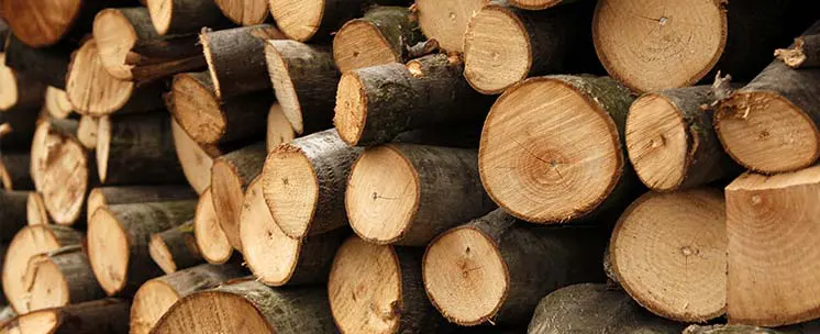 Logs / Firewood