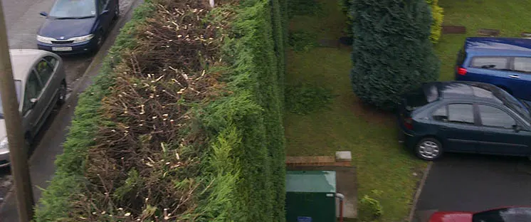 Hedge Reduction