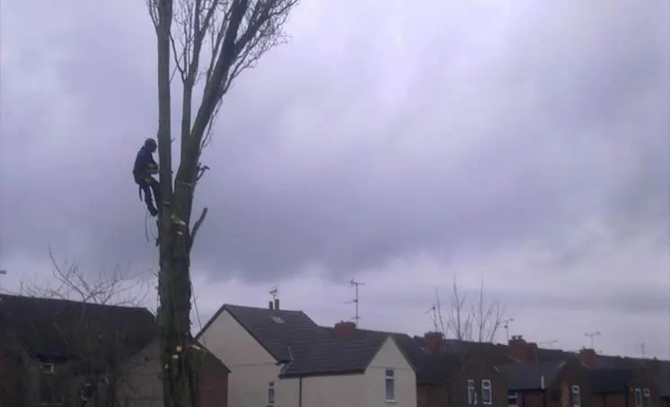 Tree Felling