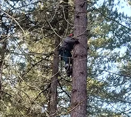 Tree <br>Work